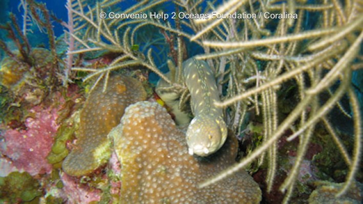 Sharptail Eel (21)_690